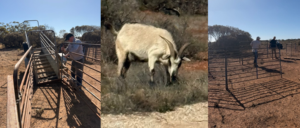 Images related to feral Goat control