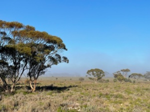 Misty morning July 2023 - Open area
