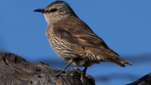 Brown Tree Creeper - credit Ellura 2025