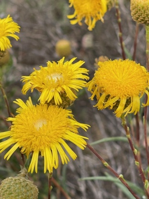 Pleated copper wire daisy
