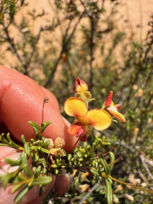Red Parrot Pea- A new plant for us on 227 