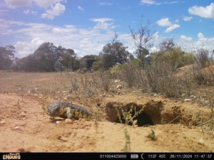 Shingleback lizard using a disused Warren for shelter