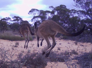 Two Grey Roos - Macropus giganteus