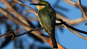 Rainbow Bee Eater - Credit Ellura