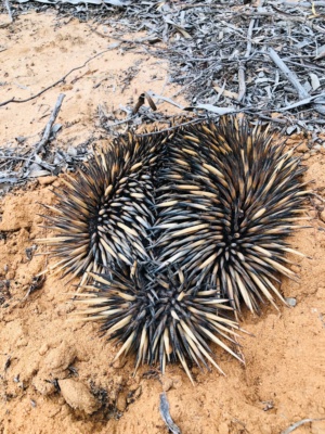Echidna 226