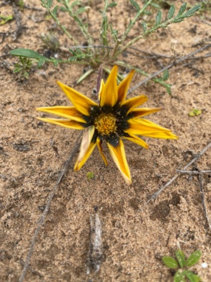 Gazania