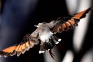 Black-capped Sittella  - 2026 Credit Ellura