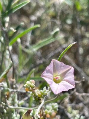 Australian Bindweed - Convolvulus remotus - Sec 226
