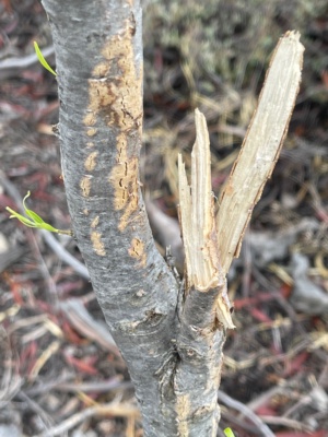 Kangaroo damaging plants
