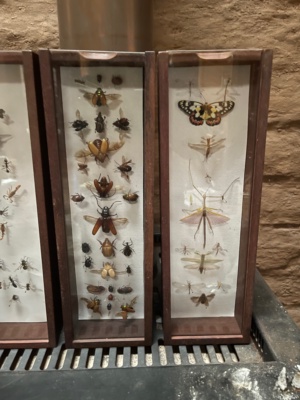 Katie Dridan - Insect display