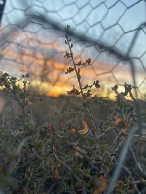 Sunset on Maireana Rohrlachii (in guard)