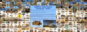 Ellura Sanctuary web site entry home page