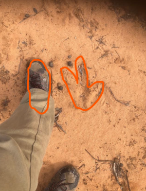 Emu footprint - Very Large