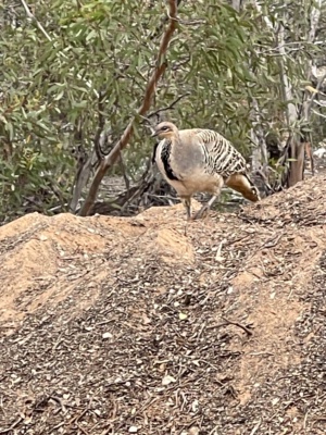 Mallee Fowl working to close up Mound Nov 24