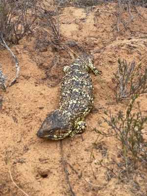 Mellow Yellow a very laid back Shingleback