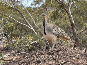 Mallee Fowl on nest 2024 Sec 226 