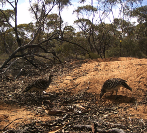 Breeding pair Mallee Fowl on smaller mound