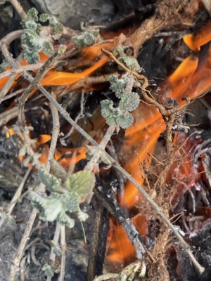 Fire to manage weeds