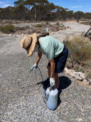 Preparing for weed control