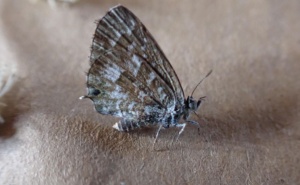 A salt Bush Blue moth