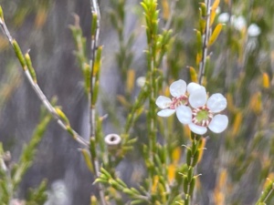 Beakea - Silver broom
