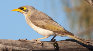 May new species - Yellow Throated Minor