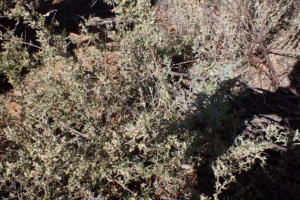 Salt Bush blue Sec 13