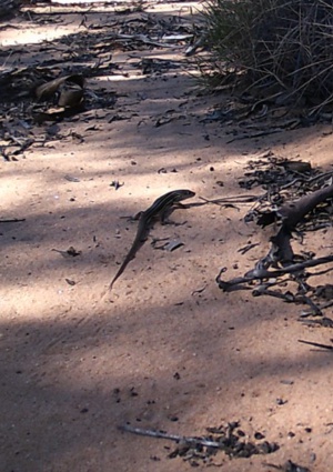 The Southern Mallee Ctenotus - Ctenotus atlas (Caught on wildlife camera 227 Dec 24)