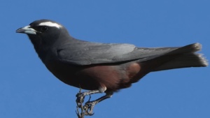 White Browed Wood Swallow - January 2026 -  Credit Ellura