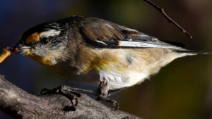 Western Striated Pardalote  - Credit Ellura