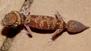 Barking Gecko Underwoodisaurus Milii - Credit Ellura