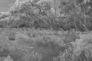 wombat mother and juvenile Section 13