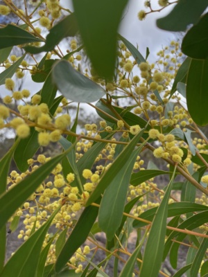 Acacia pycnantha - Golden Wattle - Sec 227 