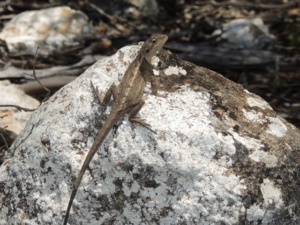 Nobbi Dragon - Diporiphora nobbi 