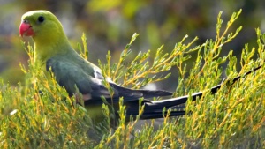 Eastern Regent Parrot, Credit Ellura 2025