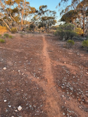 Wombat highway number 1