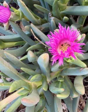Carpobrotus- Inland Pig face a favourite of Kangaroos this one protected by a fence