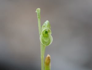 A miniature Green Hood orchid (Image M Worthing) Sep 2025