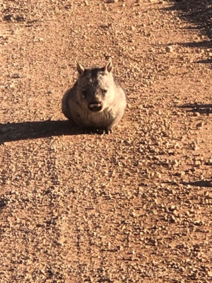 baby wombat 