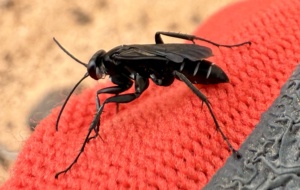 The Genus Turneromyia