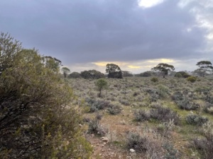 Chenopod shrubland Sec 13