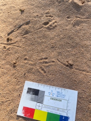 Corvid footprint