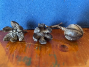 Pods - Callitris gracillis - The Southern Cypris Pine. Sec 13