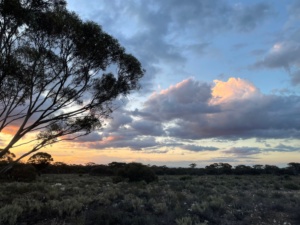 Looking West evening