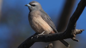 White Browed Woodswallow - credit Ellura