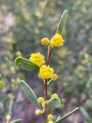 Acacia Microcarpa - Manna Wattle