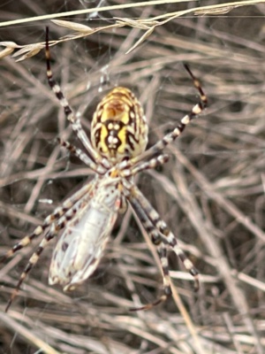 Banded Orb spider eating Helitrope