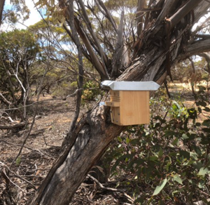 Pygmy Possum program