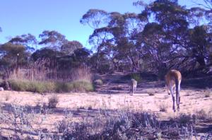 Macropus rufus, red and blue version of a red Kangaroo