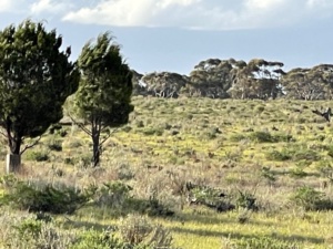 Callitris gracillis - The Southern Cypris Pine. Sec 13